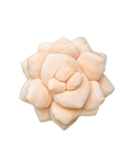 Lil' Pop Succulent® - Blush Peach