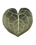 Anthurium Clarinervium - Khaki