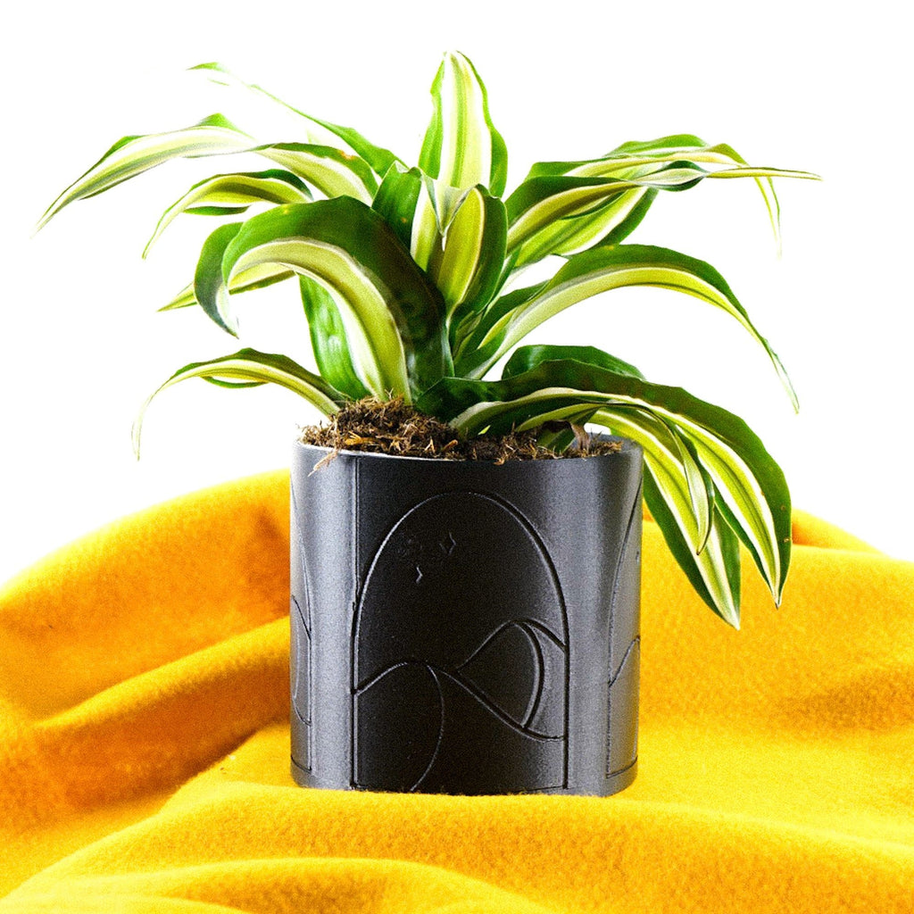 Desert Scape Planter