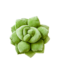Lil' Pop Succulent®  - Olive Green