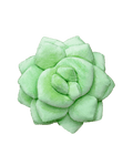 Lil' Pop Succulent®  - Sage Green