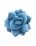 Lil' Pop Succulent® - Smokey Blue