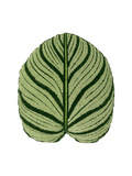 Tufted Calathea Orbifolia Leaf Pillow